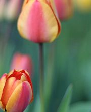 Jochen Heinrich Baum & Garten Bild 1