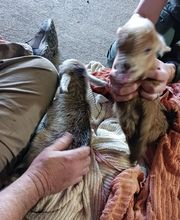 Independence Animal Hospital image 1