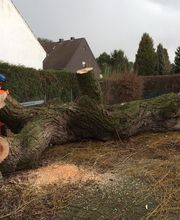 Baumkrone René Hannak Bild 5