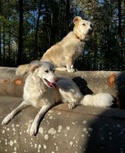 A-Z-Hundetraining Bild 13