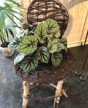 Floristik natürlich Bild 14