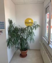 Eingang Herzlich Willkommen mit grüner Zimmerpflanze.