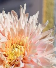 Mona's Flower Marrow e.K. Bild 4