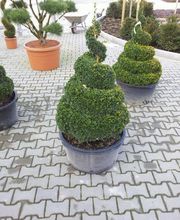 Baumschule | Garten-&Landschaftsbau Inh. P. Maier Bild 1