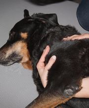 Tierphysio-Praxis Oberland GmbH Bild 8