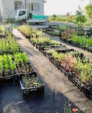 Wildblumendienst Bild 4