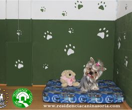 RESIDENCIA CANINA SORIA imagen 17