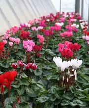 Boucard Horticulture image 2