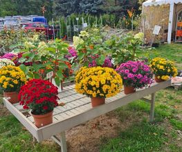 Ingo Salzmann Blumen und Mehr Bild 13