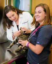 Indian Tree Animal Hospital image 2