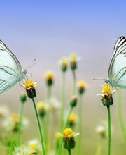 L'institut Laurie-Line Rozier image 6