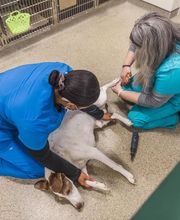 Short Pump Animal Hospital image 10