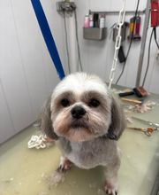 Armelle Toiletteuse Chiens Et Chats image 4