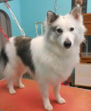 La Bichonnerie Henin image 1