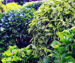 DZ Hauswartung und Gartenunterhalt Bild 2