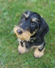 Hundeschule Elmi Bild 3
