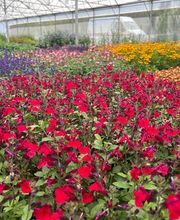 Bioflore Provence Pépinière & Horticulture image 5