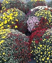 Chazalet Plants image 10