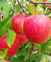 S . N Les Vergers De Muant SARL image 12