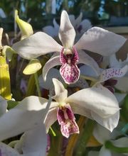 Odom's Orchids Inc image 15