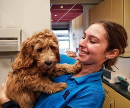 Dierenartsenpraktijk Danswijk afbeelding 7