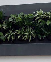 Müller Hydrokulturen Bild 6