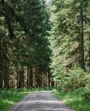 FriedWald Schenkenzell Bild 1