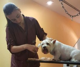 Hundesalon Pet Cut's Bild 4