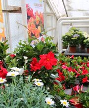 Schöne Blumen Floristik & Gartenbau Bild 10