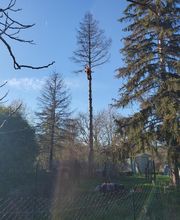 En Vie...d'Arbres image 10