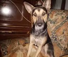 quemascotasplasenciafoto1.jpeg