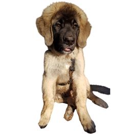 Esthers tierische Biberstube Hundefriseur logo