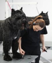 Doggrooming Ramstein Bild 8
