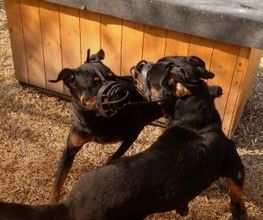 Hundeschule Wauschlau - Social Day Social Day in der Hundeschule Wauschlau: Geführte Hundebegegnungen nach Einzeltraining. Sozialverträglichkeit einschätzen, Begegnungen üben und Hund-Halter-Team nachhaltig im Alltag stärken.