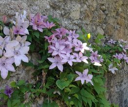 Edelweiss Paysage image 1