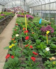 Le Travers Fleur image 1