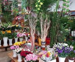 Thai Blumen Bild 4