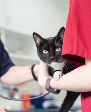 Tierarzt Aachen, Tierärztliches Zentrum für Chirurgie Dr. Kinzel Aachen Bild 5