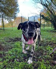 Animal's Cottage image 3