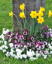 Friedhofgärtnerei Köniz Bild 5