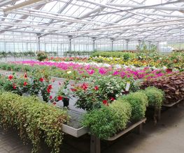 Eigenproduktion Sommerblumen