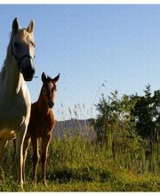 Les Ecuries D'aurabelle image 10