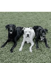 Hundeschule DOGS4LIFE.CH Bild 5