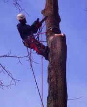 Bordet/Hérault Elagage image 7
