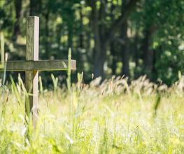 Lichtung im FriedWald Oberau bei Meißen