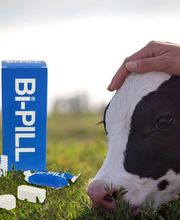 Glückliches Kalb auf einer Wiese neben Bi-PILL Milchprodukten