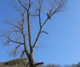 Arbres D'avenir image 5