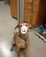 Santa Monica Pet Medical Center image 11