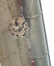 Deratisenet image 12