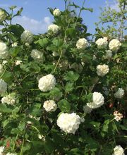 Saalebaumschule Bild 5